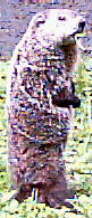 Groundhog