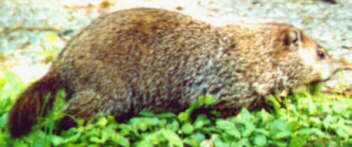 Groundhog