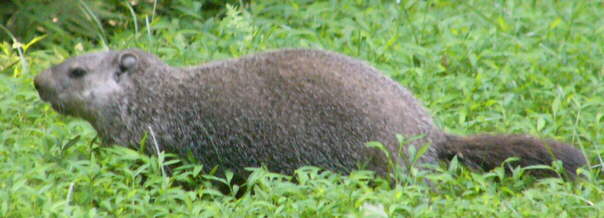 Groundhog