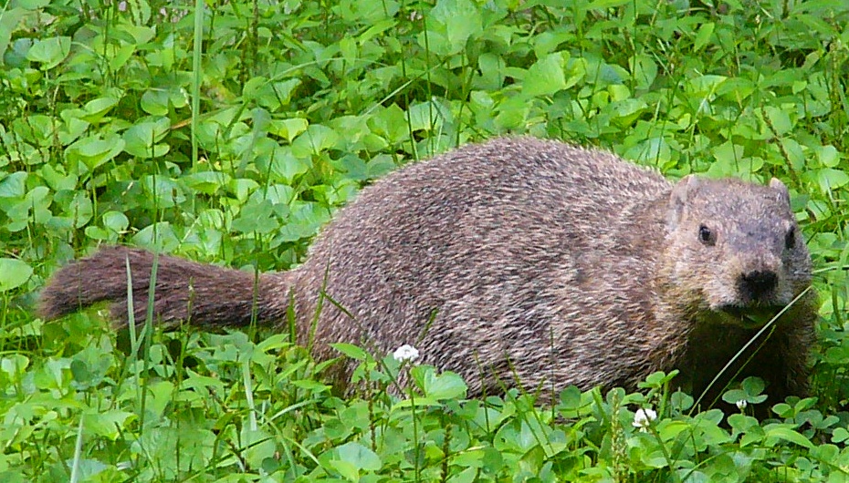 Groundhog