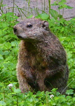 Groundhog