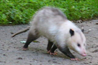 Possum