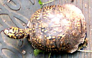 Box Turtle