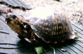 Box Turtle