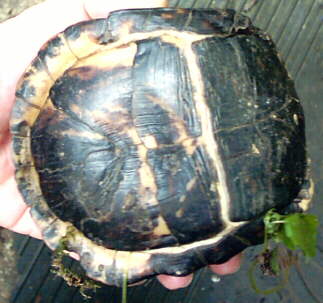 Box Turtle