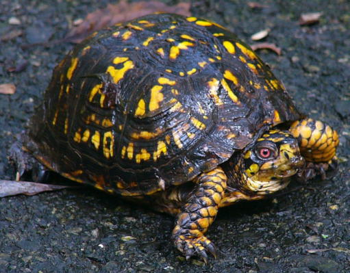 Box Turtle