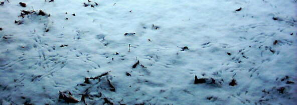 Bird Tracks