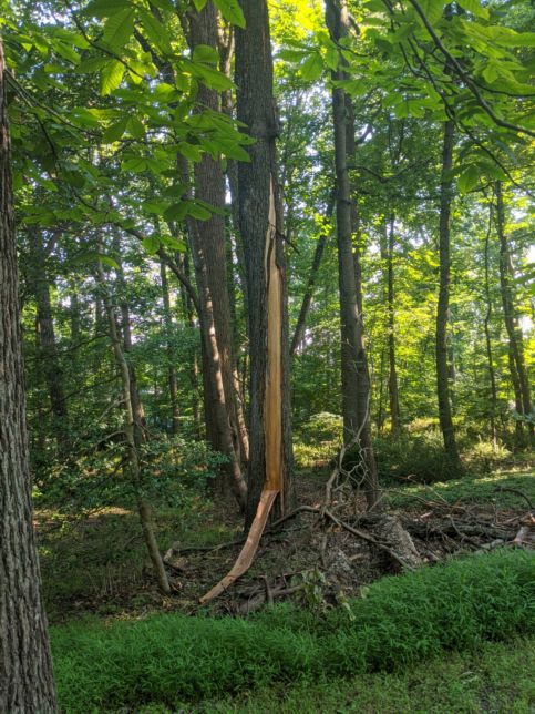 Lightning Tree on 2023-07-09