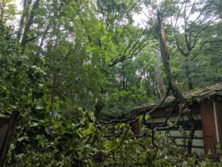 Roof Tree1