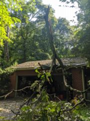 Roof Tree10