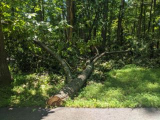 Roof Tree13