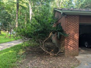 Roof Tree15
