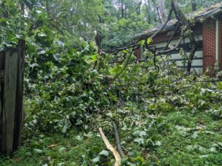 Roof Tree1