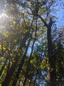 Roof Tree21