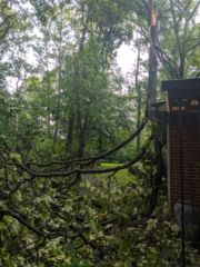 Roof Tree1