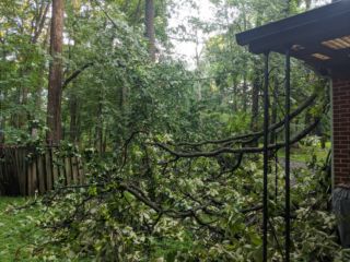 Roof Tree1