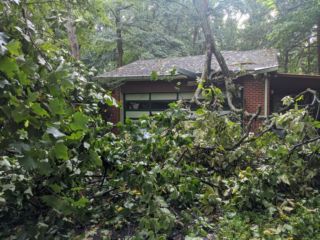 Roof Tree1