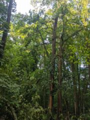Roof Tree1