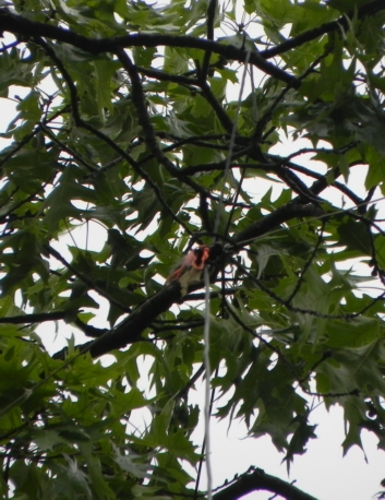Near 80 Meter Vee